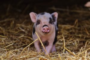 Young piglet