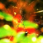 A spider in its web with a blurred background